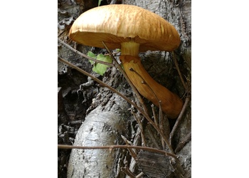 Beringter Flämmling (Gymnopilus junionus) - © Bernard Wieser